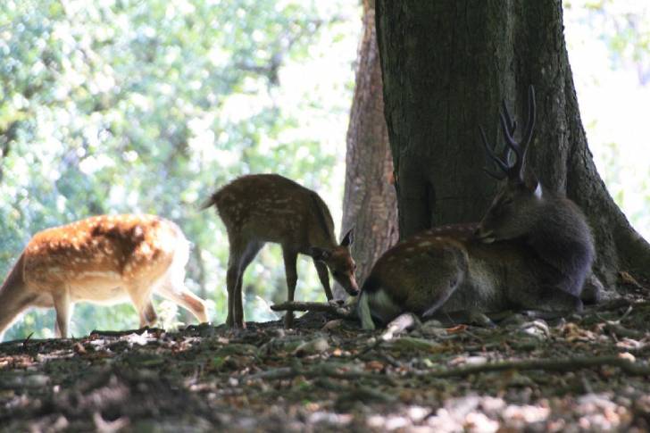 Bambi xD -