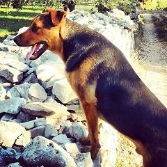 Tex - Mâle (2 ans)