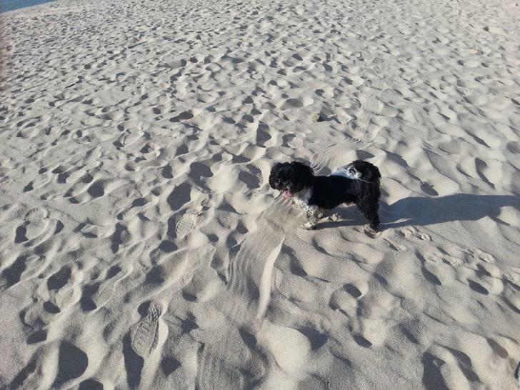 Reggie - Mâle (4 ans)