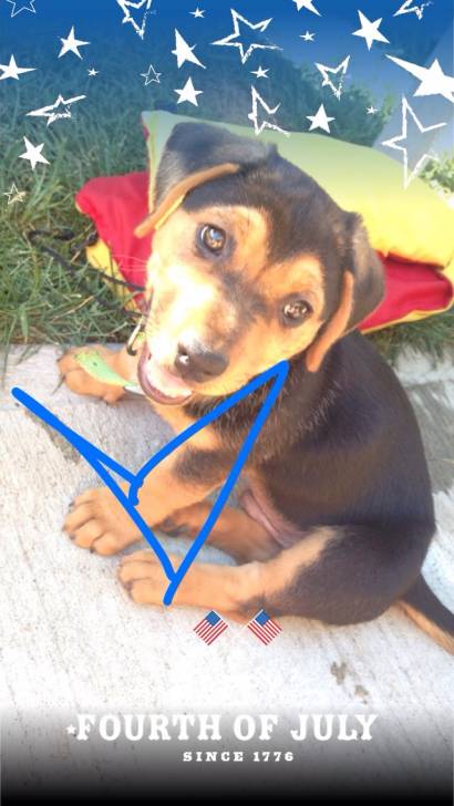 Duke - Mâle (8 mois)