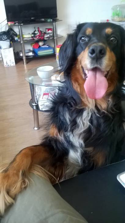 Gaston - Mâle (9 ans)