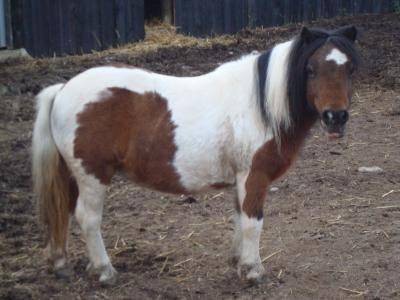 pomme - Mâle (2 ans)