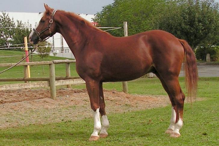 draco - Mâle (8 ans)