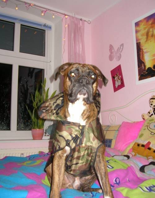 Diego - Mâle (3 ans)