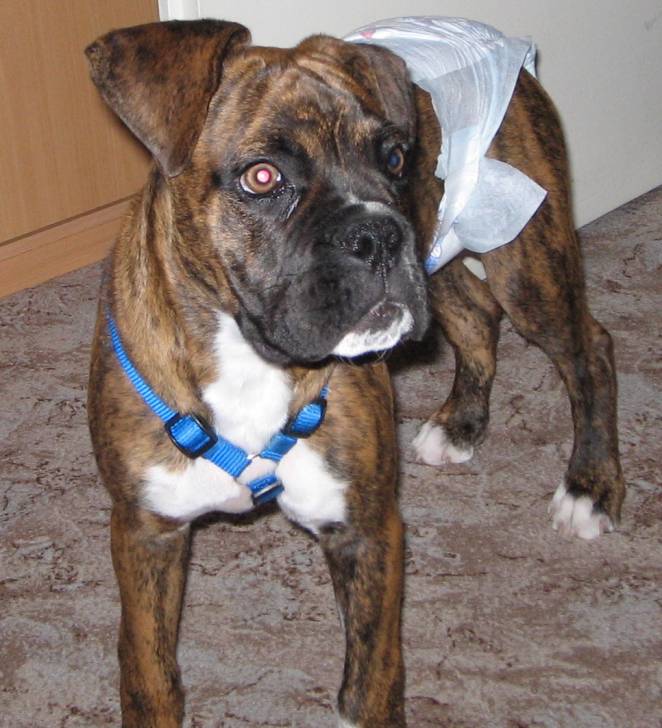 Diego - Mâle (3 mois)