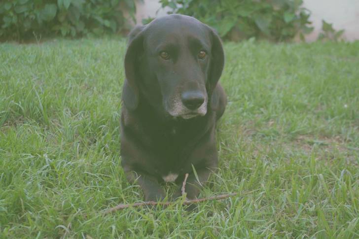 Bruno - Mâle (4 ans)