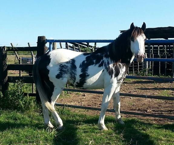 Lluvia - (2 ans)