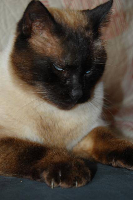 SIAMOIS -