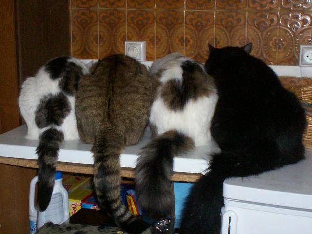 césar, balzac, teal'c et apophys -