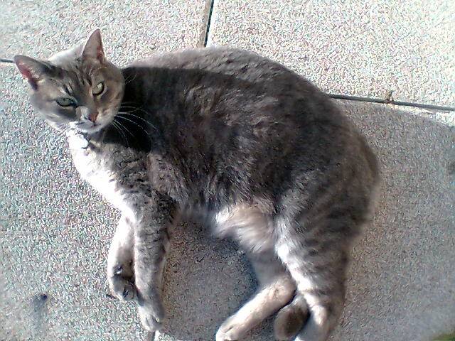 Nina, chat de gouttière -