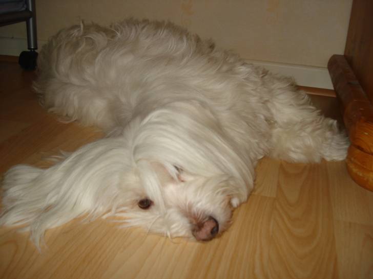 Lady ( doudou) - (9 ans)