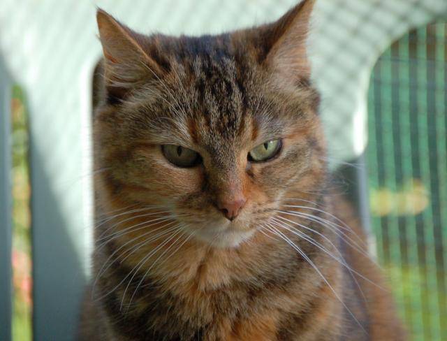 gouttiere dolly -