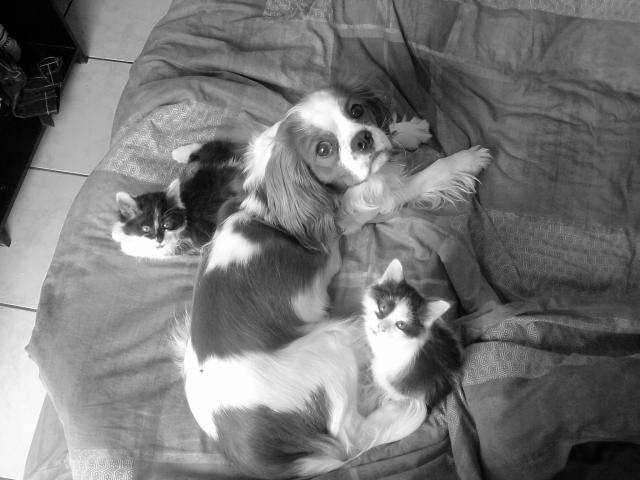milka socrate et poupy, angoras turc et cavalier king charles -