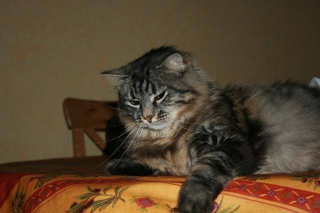 MAIN COON ET ANGORA -