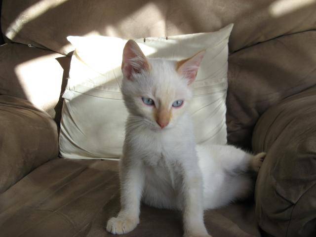 cream point siamois Nuage -