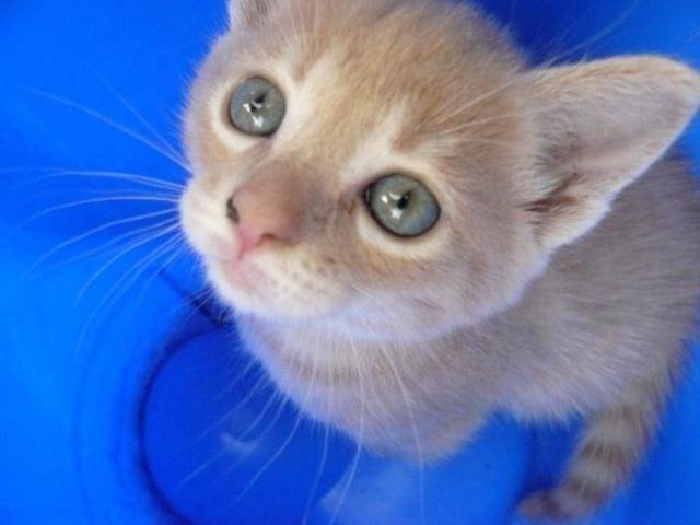Fantaisie, chat de gouttière -
