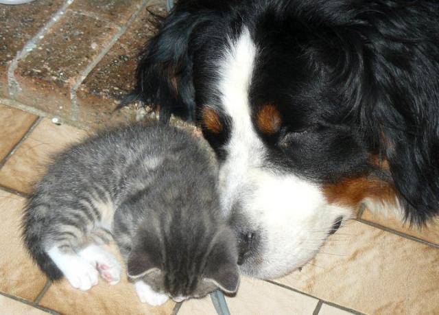 Fripon, chat de gouttière -