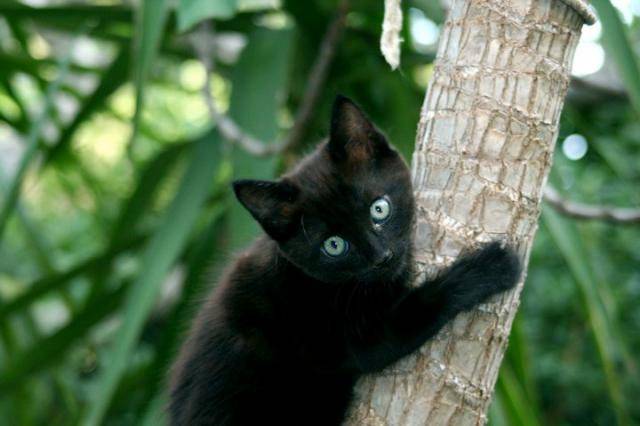 Mia, chat de gouttière -