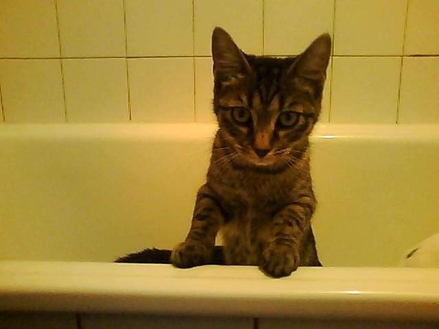 croiser maine coon Frimousse -