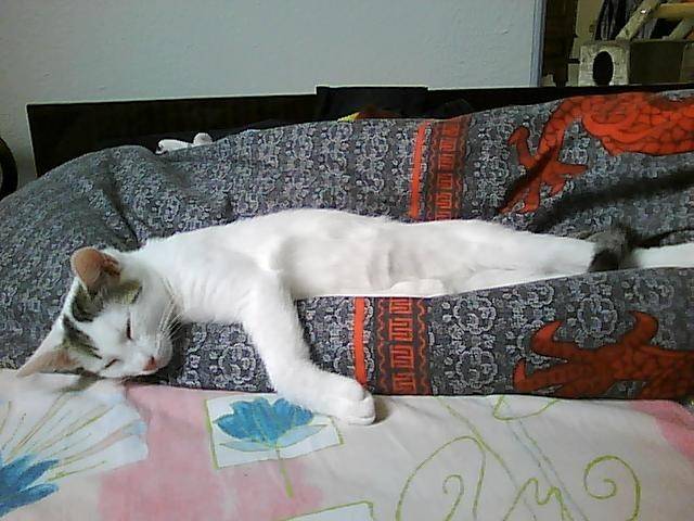 chat domestique Flanelle -