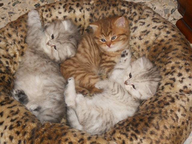 Gwen, Goldie et Grace des Rêves du Sud -