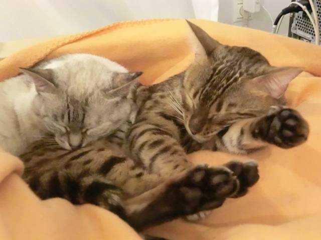 Kiki et Luna -