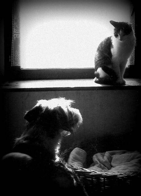benji et filou -