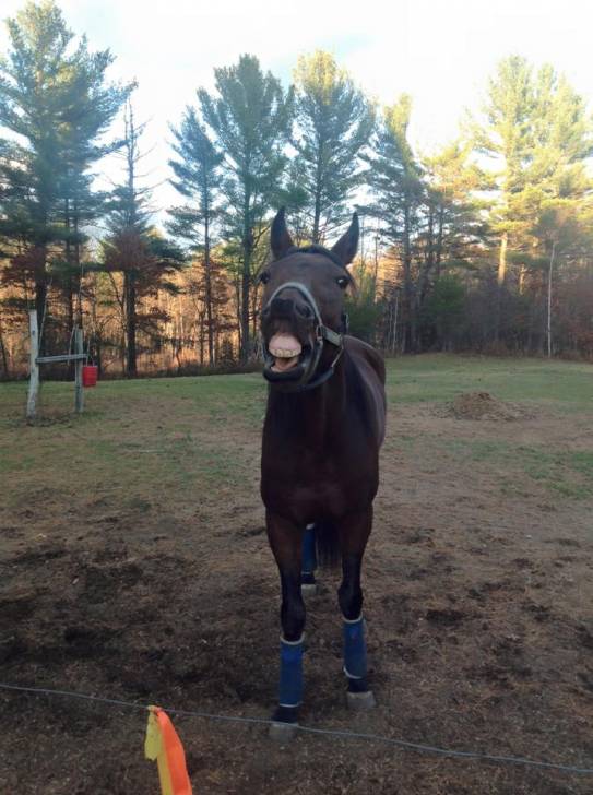 Steven - Mâle (6 ans)