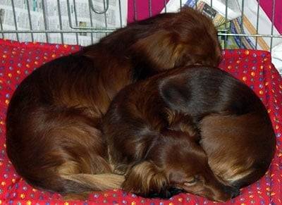 Comme c'est mignon ... -