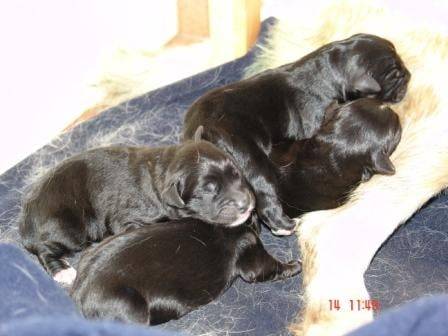 Bébés Golden Retriever et Bouvier Bernois -