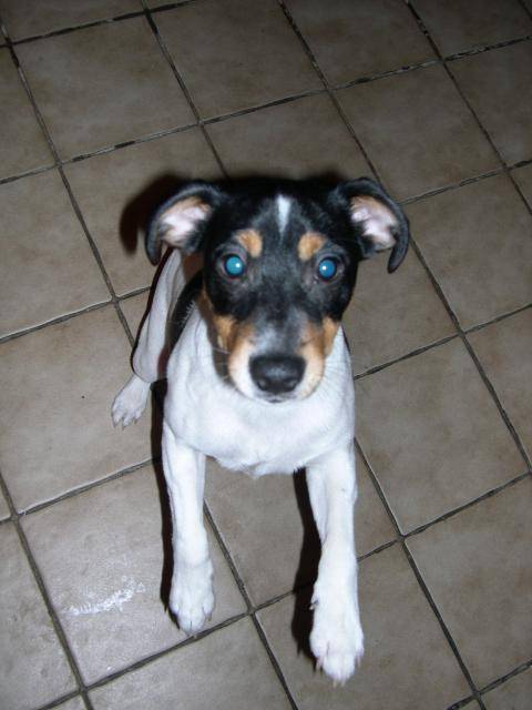 jack russel -