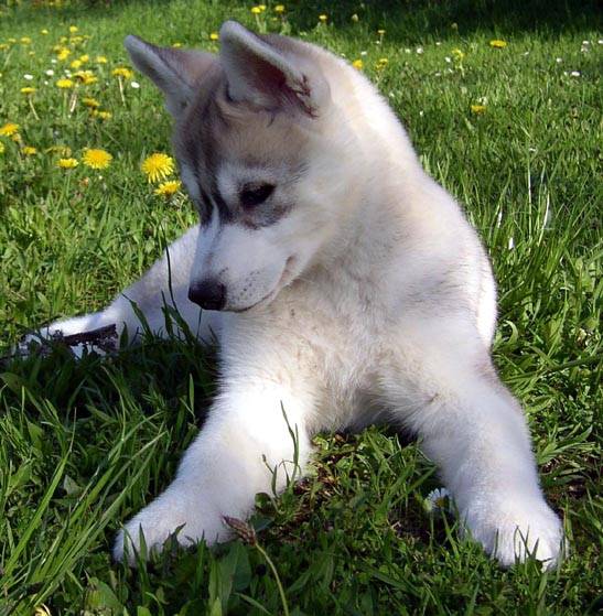 husky siberian baby -