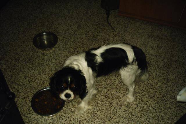 Cavalier king charles Voyou -
