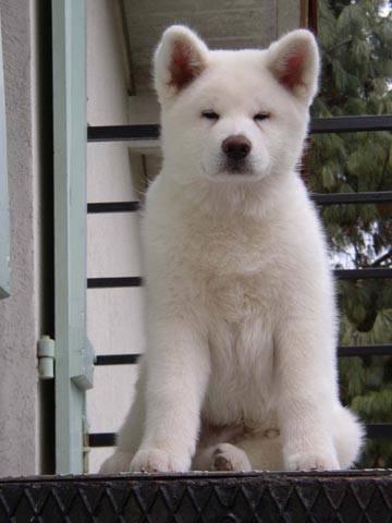 akita inu grand chien japonais -