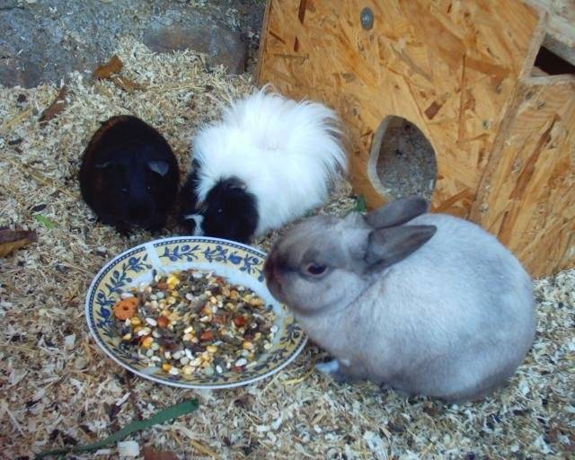 cochon d'inde et lapin -