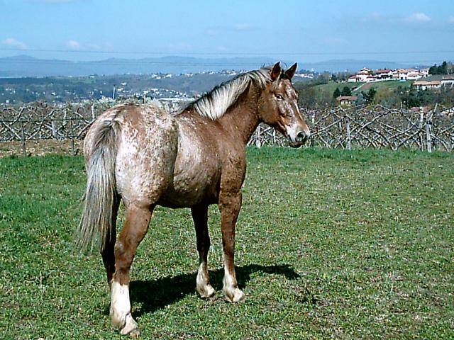 Kawa***** Appaloosa x Pur Sang Arabe -