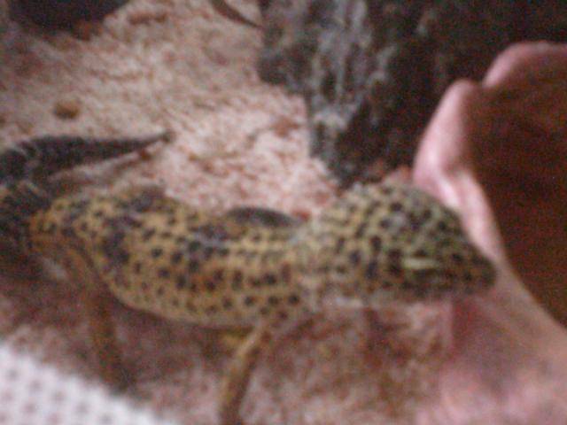 bill geckos high yellow -