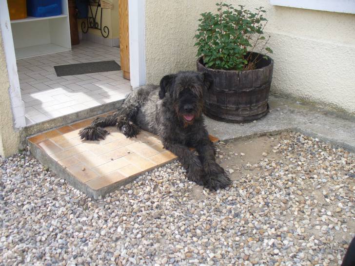 Necker - Mâle (13 ans)
