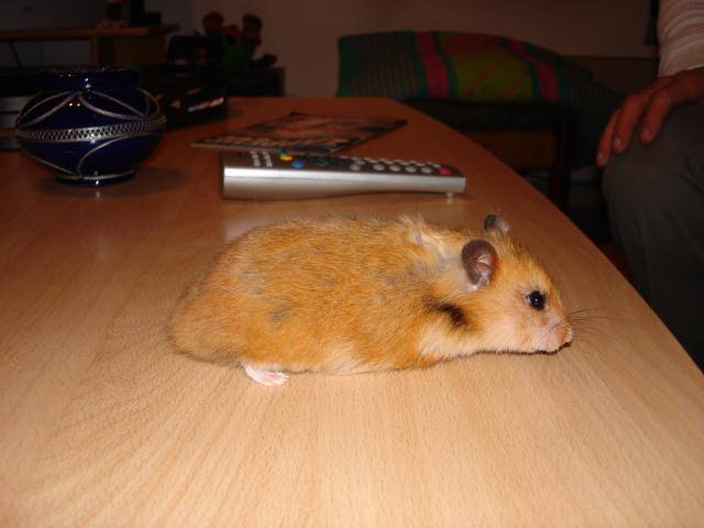 Maurice, le hamster -