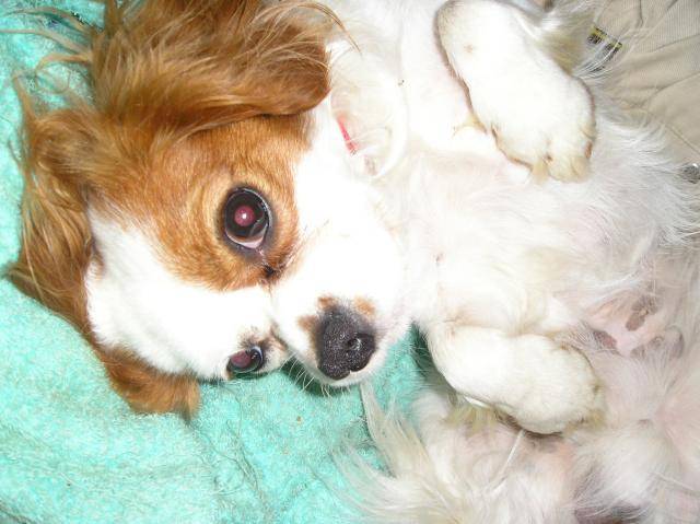 Cavalier King Charles - Abou -