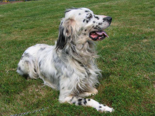 Scamp -