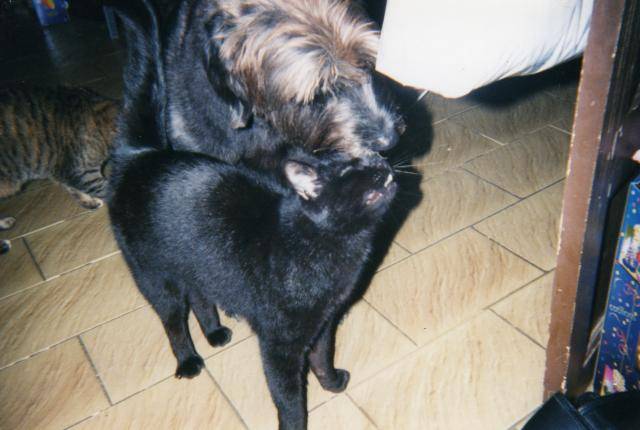 joufflu et gribouille -