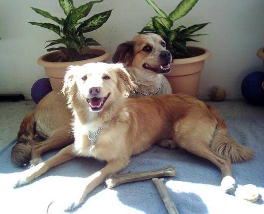 Siami et Liliput -