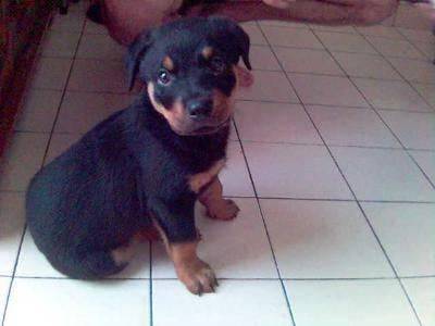 kyser rott -