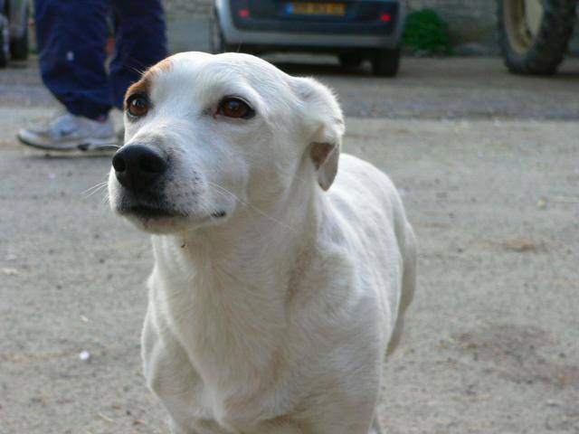 Taz : Jack Russel -
