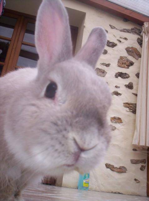 GrignOtte - Lapin Nain -
