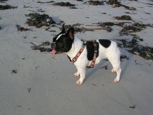 vanie bouledogue -