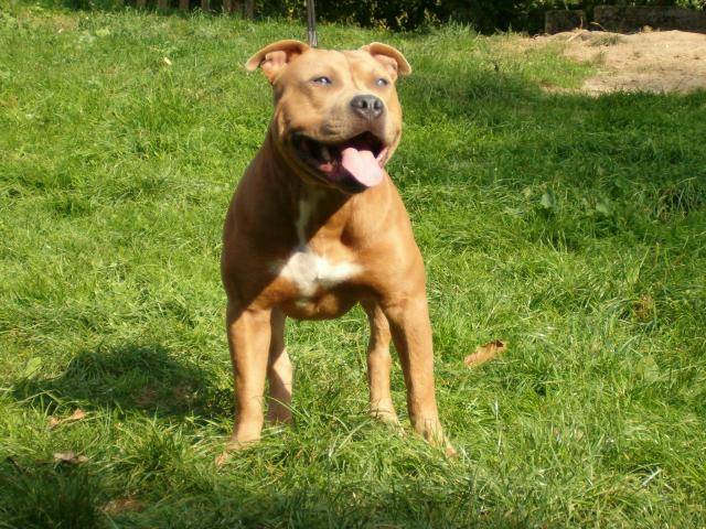 AL'CAPONE -