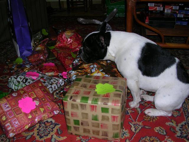 bouledogue vanie -