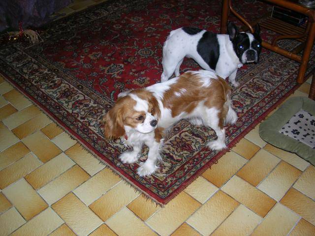 vanie et altesse -